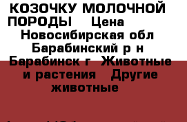 КОЗОЧКУ МОЛОЧНОЙ  ПОРОДЫ. › Цена ­ 2.500. - Новосибирская обл., Барабинский р-н, Барабинск г. Животные и растения » Другие животные   